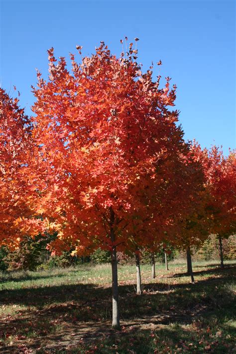 Virginia Tree Farm Legacy Sugar Maple | Shade Tree Farm