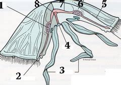 P. Cnidaria (Scyphozoa, Aurelia) Flashcards | Quizlet