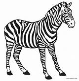 Free Printable Zebra Coloring Pages For Kids sketch template
