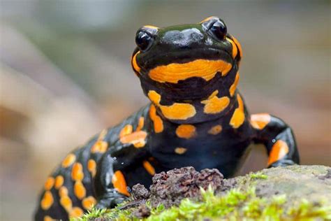 What Do Common Newts Eat? - Pet Food Guide