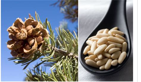 Piñon seed harvesting lesson! - Adrienne DeGuere Sotheby's Santa Fe