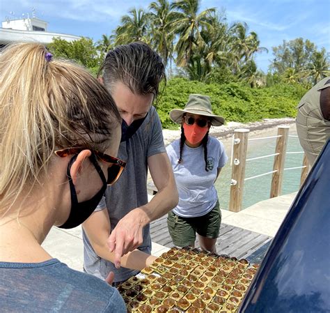 Steps in Coral Conservation Celebrated | News of Sun City Center and ...