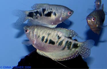 Opaline Gourami Fishkeeper