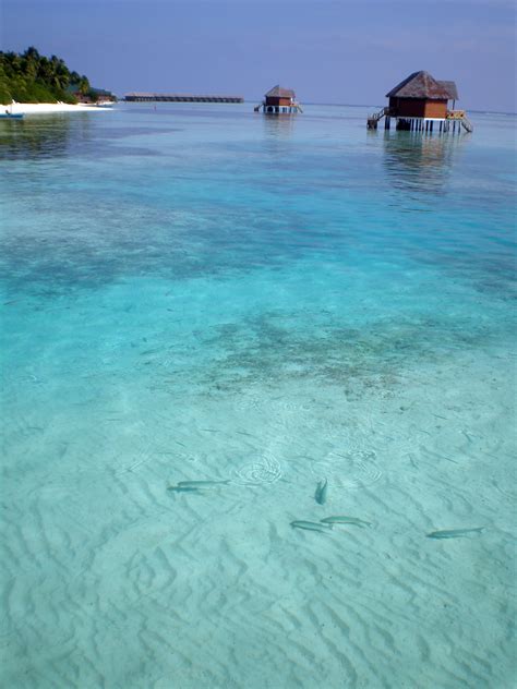File:Maldives Meeru island 166.jpg - Wikipedia, the free encyclopedia