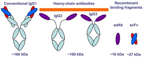 Cartoon showing conventional antibodies, heavy chain antibodies, and ...