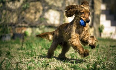 31 Cocker Spaniel Mixes: Cute Little Canine Crosses!