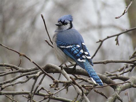 Blue Jay: Field Guide, Pictures, Habitat & Info - Optics Mag