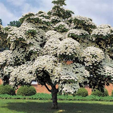 MILKY WAY Flowering Dogwood Cornus Kousa Chinensis seeds | Etsy