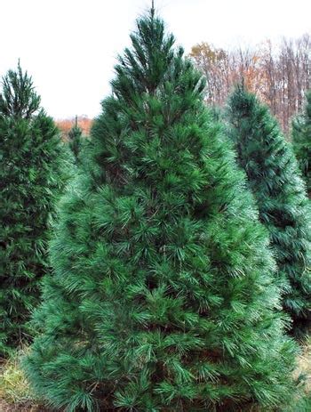 Real Christmas trees: Which one is right for you? - Christmas Trees