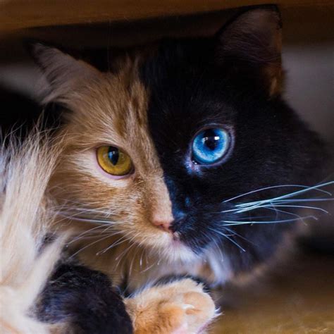 21 Of Some Of The Most Beautiful Cats In The World - Dog Dispatch