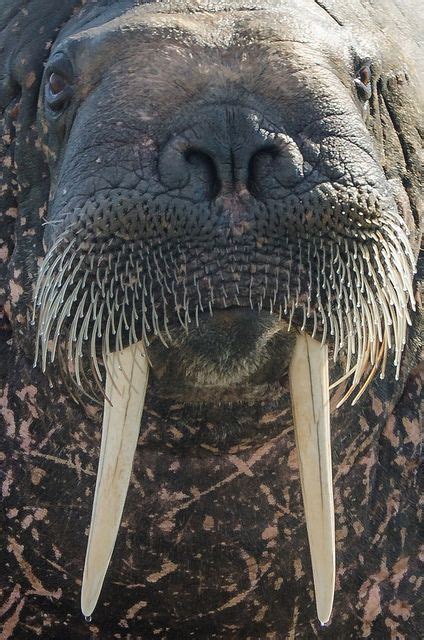 A Faceful of Walrus | Walrus, Animal spirit guide, Marine mammals