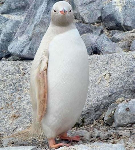 30 Rarely Seen Albino Animals From Around The World…Amazing!