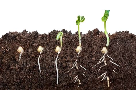 See Useful Tips & Tricks For Germinating Seeds