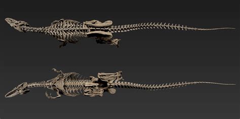 ArtStation - The skeleton of Allosaurus, Vitamin Imagination | Dinosaur ...