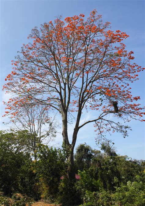 Siempre Verde Venezuela: Flores de dulce color naranja