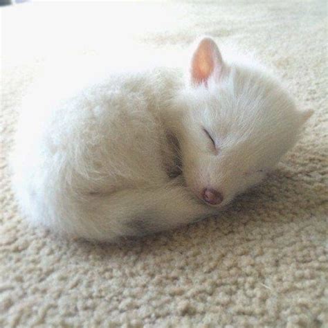 Lil sleeping fox cub | pleasedontaskalice