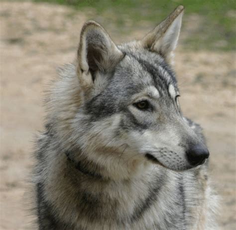 Wolf Dog Hybrids - HubPages