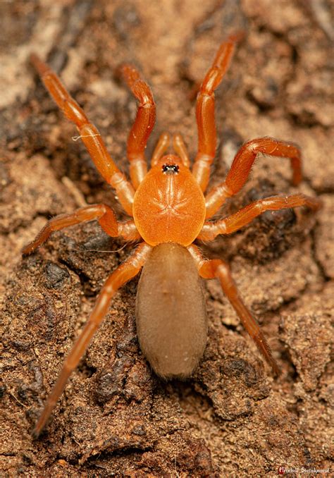 Eight-eyed Orange Lungless Spiders from Spitskop Small Holdings, Bloemfontein, 9301, South ...