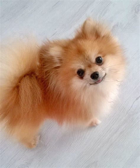 Pomeranian Orange - Pets Lovers