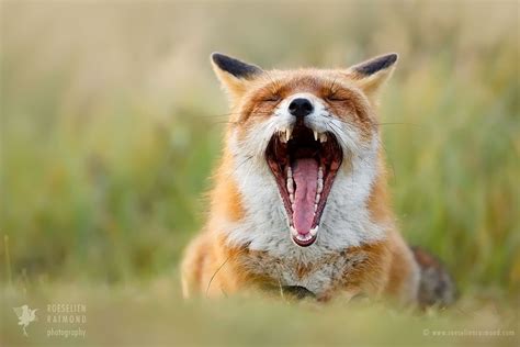 lazy Fox is Lazy by Roeselien Raimond on 500px