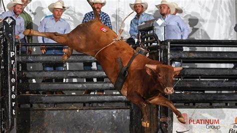 American Bucking Bull Inc. Wraps Up First Half of Record-Setting Season ...