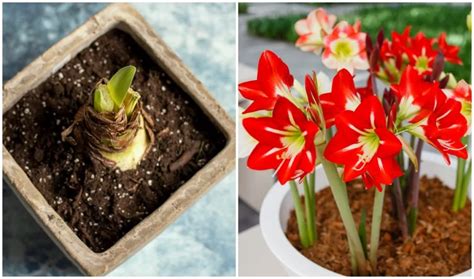 Grow Amaryllis Flower Bulbs | Best Flower Site