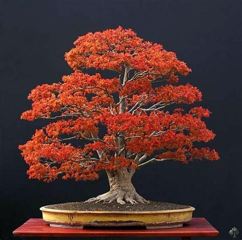 Choisir un pot à Bonsaï qui convient à un arbre - Bonsai Empire