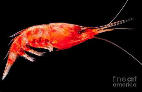 Deep Sea Shrimp Photograph by Danté Fenolio - Fine Art America