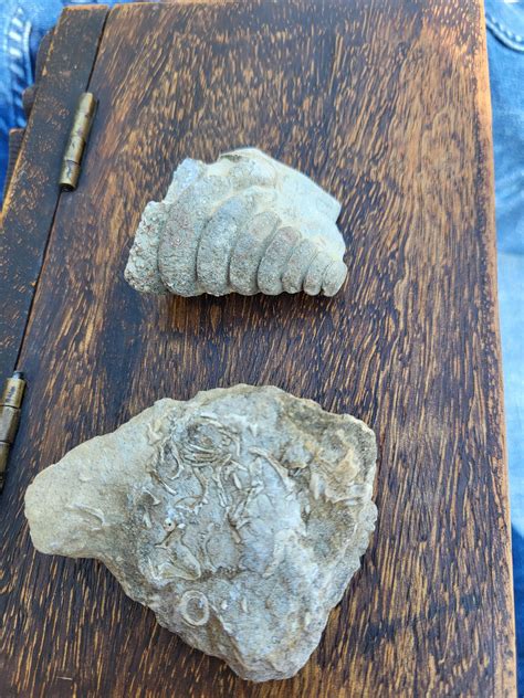 Fossils I found at a limestone quarry : r/interestingasfuck