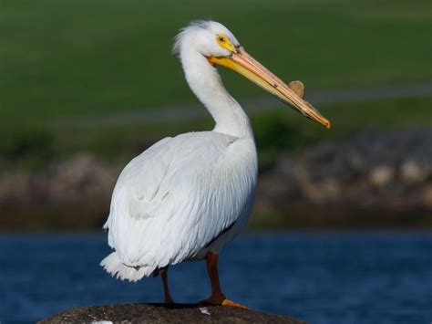 American White Pelican Breeding adult | Pelican photos, Animals ...