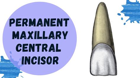 Permanent Maxillary Central Incisor | Tooth Morphology Made Easy - YouTube