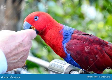 Parrot Tropical Bird stock image. Image of exotic, colourful - 105746051