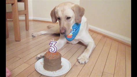 DOG EATS BIRTHDAY CAKE! - YouTube