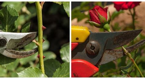 Pruning roses in late winter: tips for healthy and beautiful plants - CreativoMedia.co.uk