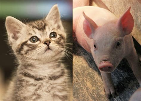 The Truth About Cats and Pigs and SARS-CoV-2 | Pork Business