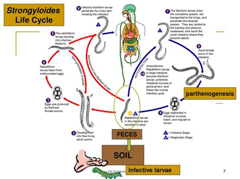 PPT - Strongyloides Stercoralis PowerPoint Presentation, free download ...