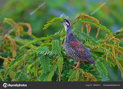 Chinese Francolin bird — Stock Photo © thawats #166994910