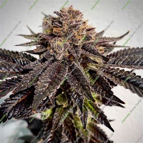 Buy Slapz Feminized Seeds by Original Sensible Seeds Online