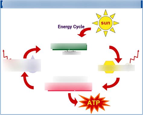 Energy Cycle Diagram Diagram | Quizlet