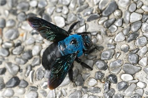 Blue Carpenter Bee - Xylocopa caerulea - Singapore Geographic