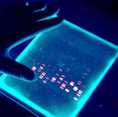 DNA Gel Electrophoresis | Biotechnology, Dna gel electrophoresis ...