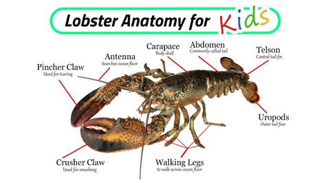 Crustacean Species / Lobster Anatomy for Kids / Leo & Lia Story TV - YouTube