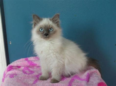 Male blue point Ragdoll kittens for Sale in Blanchard, Michigan Classified | AmericanListed.com