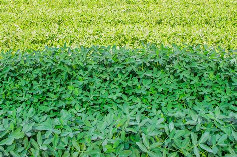 Premium Photo | Peanut plantation on a sunny day