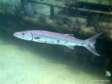 Life Cycle and Research on Baby Barracuda Fish - SeaFish