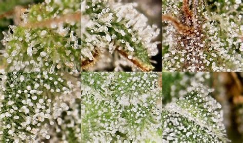 Best Marijuana and Cannabis Microscope for Trichomes Reviews