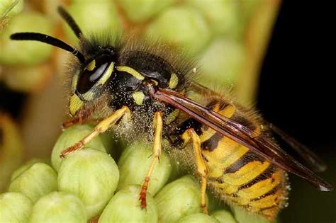 British wasp guide: how to identify common wasps species - Countryfile.com