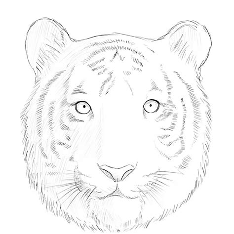 How to Draw a Tiger Face