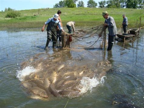 Secrets of breeding carp in the pond and the pool as a business