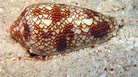 Cone snail sting left man 'convulsing in pain'